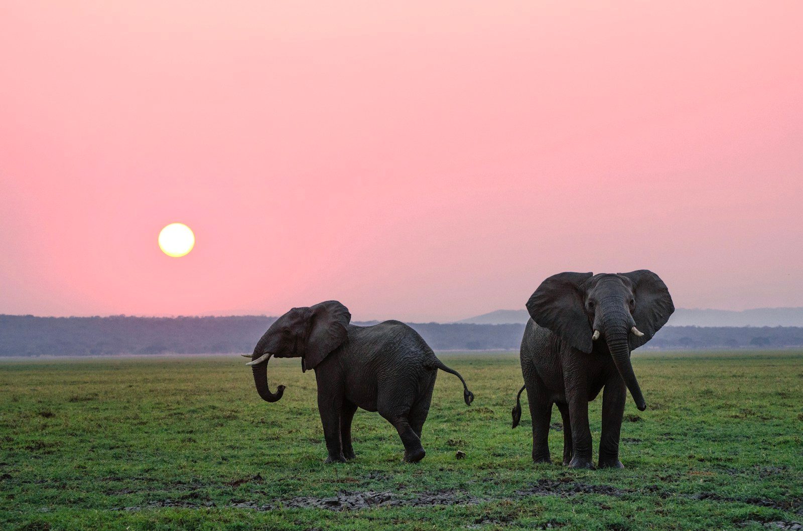 Éléphants dans leur habitat naturel