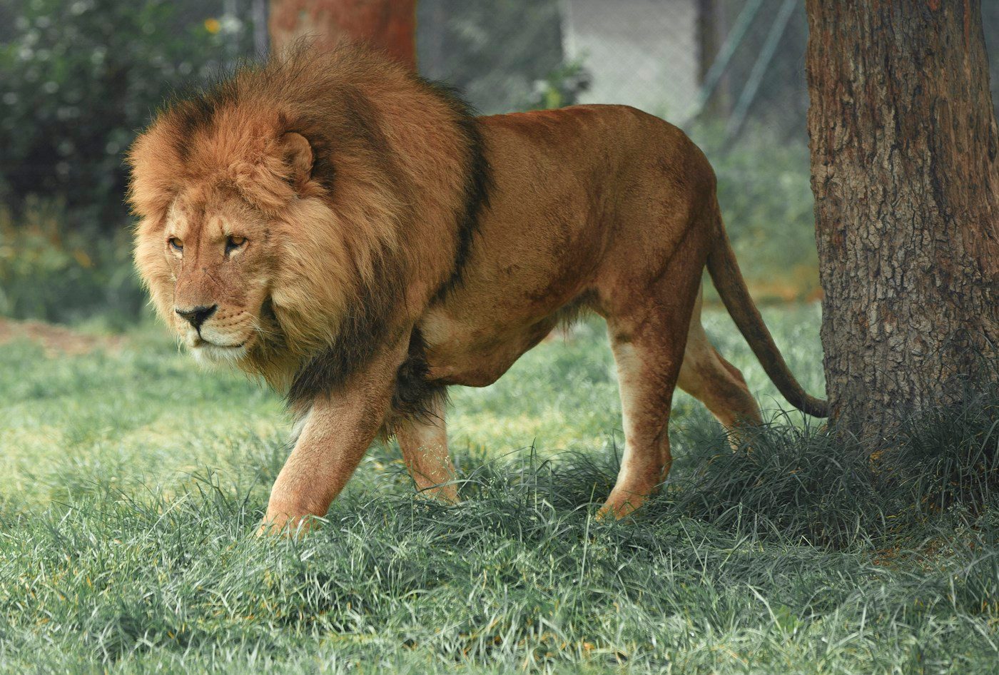 Lion dans son environnement naturel